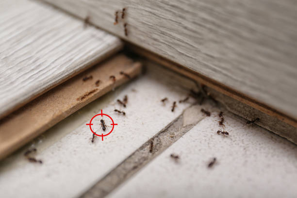 Best Insect Control  in Tulia, TX