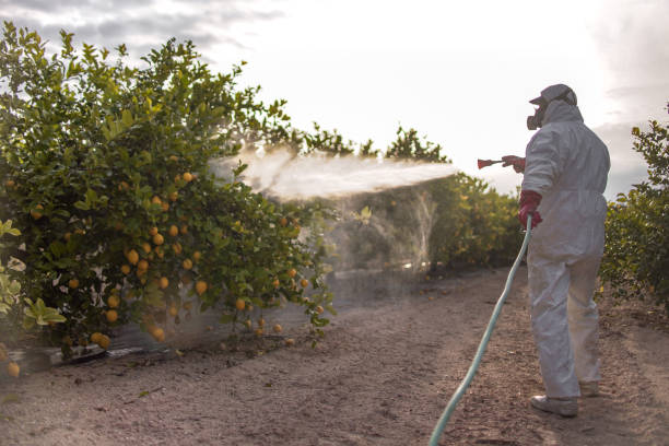Best Local Pest Control Services  in Tulia, TX