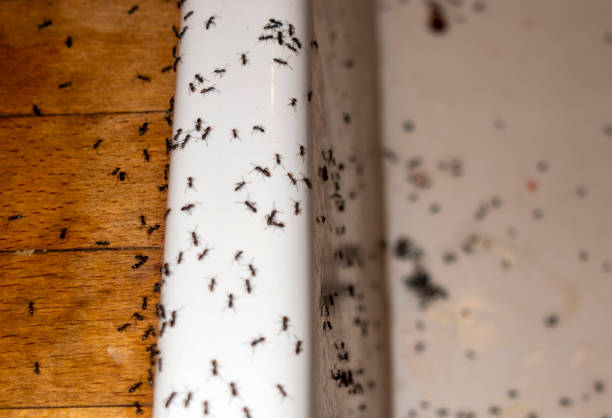 Best Mosquito Control Services  in Tulia, TX