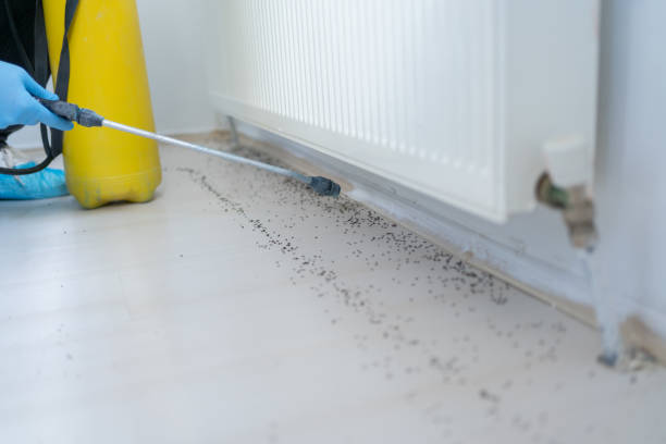 Best Flea Control Services  in Tulia, TX